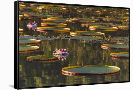 Lily Pads and Flowers on Rupununi River, Southern Guyana-Keren Su-Framed Stretched Canvas