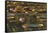 Lily Pads and Flowers on Rupununi River, Southern Guyana-Keren Su-Framed Stretched Canvas