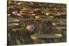 Lily Pads and Flowers on Rupununi River, Southern Guyana-Keren Su-Stretched Canvas