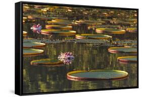 Lily Pads and Flowers on Rupununi River, Southern Guyana-Keren Su-Framed Stretched Canvas