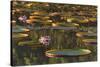 Lily Pads and Flowers on Rupununi River, Southern Guyana-Keren Su-Stretched Canvas