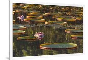 Lily Pads and Flowers on Rupununi River, Southern Guyana-Keren Su-Framed Photographic Print