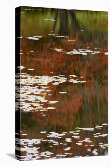 Lily Pads and Red Maple-Michael Hudson-Stretched Canvas