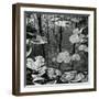 Lily Pads and Water, 1973-Brett Weston-Framed Photographic Print