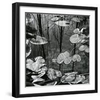 Lily Pads and Water, 1973-Brett Weston-Framed Photographic Print