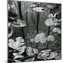 Lily Pads and Water, 1973-Brett Weston-Mounted Premium Photographic Print