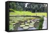Lily Pads, Botanic Gardens, Singapore, Southeast Asia, Asia-Christian Kober-Framed Stretched Canvas