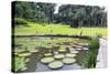 Lily Pads, Botanic Gardens, Singapore, Southeast Asia, Asia-Christian Kober-Stretched Canvas