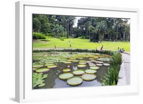 Lily Pads, Botanic Gardens, Singapore, Southeast Asia, Asia-Christian Kober-Framed Photographic Print