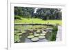 Lily Pads, Botanic Gardens, Singapore, Southeast Asia, Asia-Christian Kober-Framed Photographic Print