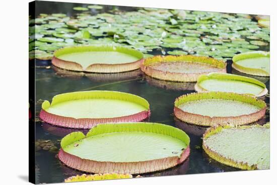 Lily Pads, Botanic Gardens, Singapore, Southeast Asia, Asia-Christian Kober-Stretched Canvas