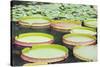 Lily Pads, Botanic Gardens, Singapore, Southeast Asia, Asia-Christian Kober-Stretched Canvas