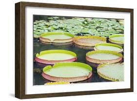 Lily Pads, Botanic Gardens, Singapore, Southeast Asia, Asia-Christian Kober-Framed Photographic Print