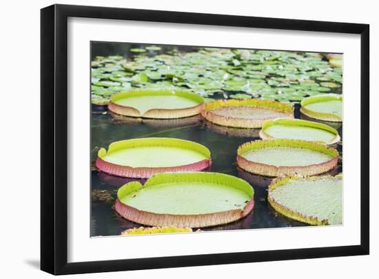 Lily Pads, Botanic Gardens, Singapore, Southeast Asia, Asia-Christian Kober-Framed Photographic Print