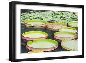 Lily Pads, Botanic Gardens, Singapore, Southeast Asia, Asia-Christian Kober-Framed Photographic Print