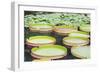 Lily Pads, Botanic Gardens, Singapore, Southeast Asia, Asia-Christian Kober-Framed Photographic Print