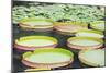 Lily Pads, Botanic Gardens, Singapore, Southeast Asia, Asia-Christian Kober-Mounted Photographic Print