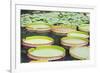 Lily Pads, Botanic Gardens, Singapore, Southeast Asia, Asia-Christian Kober-Framed Photographic Print