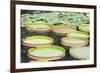 Lily Pads, Botanic Gardens, Singapore, Southeast Asia, Asia-Christian Kober-Framed Photographic Print