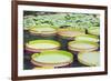 Lily Pads, Botanic Gardens, Singapore, Southeast Asia, Asia-Christian Kober-Framed Photographic Print