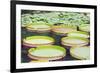 Lily Pads, Botanic Gardens, Singapore, Southeast Asia, Asia-Christian Kober-Framed Photographic Print