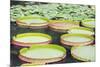 Lily Pads, Botanic Gardens, Singapore, Southeast Asia, Asia-Christian Kober-Mounted Photographic Print