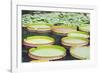 Lily Pads, Botanic Gardens, Singapore, Southeast Asia, Asia-Christian Kober-Framed Photographic Print