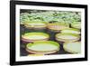 Lily Pads, Botanic Gardens, Singapore, Southeast Asia, Asia-Christian Kober-Framed Photographic Print