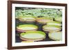 Lily Pads, Botanic Gardens, Singapore, Southeast Asia, Asia-Christian Kober-Framed Photographic Print