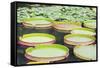 Lily Pads, Botanic Gardens, Singapore, Southeast Asia, Asia-Christian Kober-Framed Stretched Canvas