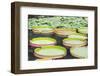 Lily Pads, Botanic Gardens, Singapore, Southeast Asia, Asia-Christian Kober-Framed Photographic Print