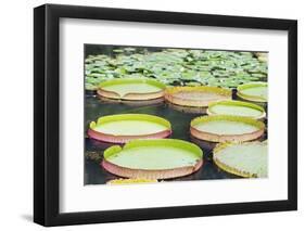 Lily Pads, Botanic Gardens, Singapore, Southeast Asia, Asia-Christian Kober-Framed Photographic Print