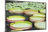 Lily Pads, Botanic Gardens, Singapore, Southeast Asia, Asia-Christian Kober-Mounted Photographic Print