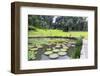 Lily Pads, Botanic Gardens, Singapore, Southeast Asia, Asia-Christian Kober-Framed Photographic Print