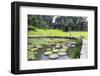 Lily Pads, Botanic Gardens, Singapore, Southeast Asia, Asia-Christian Kober-Framed Photographic Print