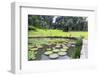 Lily Pads, Botanic Gardens, Singapore, Southeast Asia, Asia-Christian Kober-Framed Photographic Print