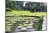 Lily Pads, Botanic Gardens, Singapore, Southeast Asia, Asia-Christian Kober-Mounted Photographic Print