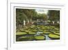 Lily Pads, Como Park, St. Paul, Minnesota-null-Framed Art Print