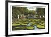 Lily Pads, Como Park, St. Paul, Minnesota-null-Framed Art Print