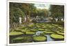 Lily Pads, Como Park, St. Paul, Minnesota-null-Mounted Art Print