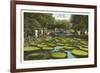 Lily Pads, Como Park, St. Paul, Minnesota-null-Framed Premium Giclee Print