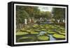 Lily Pads, Como Park, St. Paul, Minnesota-null-Framed Stretched Canvas