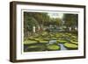 Lily Pads, Como Park, St. Paul, Minnesota-null-Framed Art Print