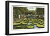 Lily Pads, Como Park, St. Paul, Minnesota-null-Framed Art Print