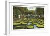 Lily Pads, Como Park, St. Paul, Minnesota-null-Framed Art Print