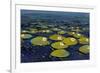 Lily Pads I-Tim OToole-Framed Art Print