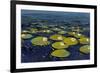 Lily Pads I-Tim OToole-Framed Art Print