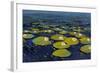 Lily Pads I-Tim OToole-Framed Art Print