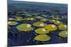 Lily Pads I-Tim OToole-Mounted Art Print