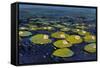 Lily Pads I-Tim OToole-Framed Stretched Canvas